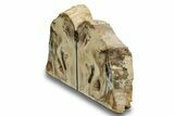 Tall, Colorful Petrified Wood Bookends - Washington #258356-1